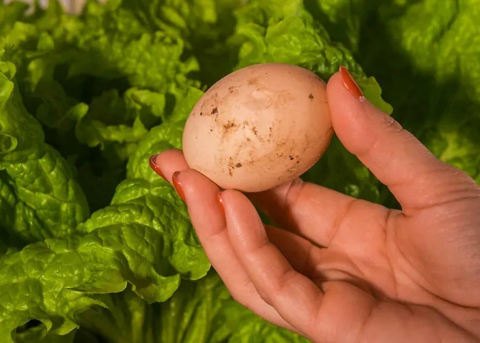 Quinta Do Norte كابيلاس