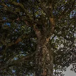 Quarto em Acomodações Particulares Quinta Do Norte *