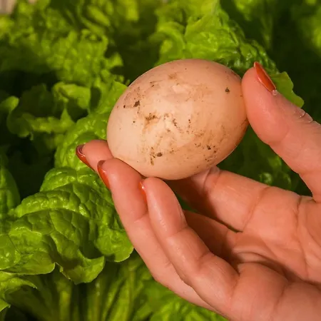 Quinta Do Norte Capelas (Sao Miguel)