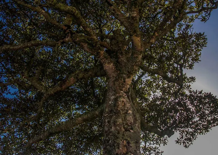 Privatunterkunft Quinta Do Norte *